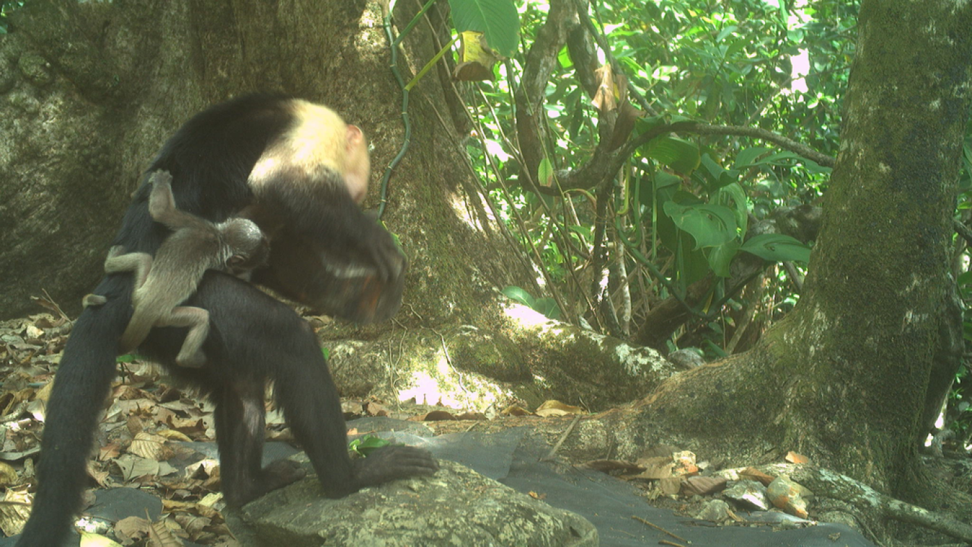 Les chercheurs se répercutent sur les éruptions cutanées des enlèvements de singe pour bébé