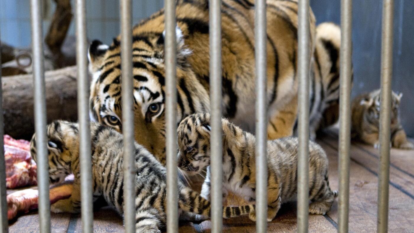 Un zoo au Danemark a demandé aux clients de donner leurs animaux de compagnie. Pas comme des attractions, mais pour la nourriture