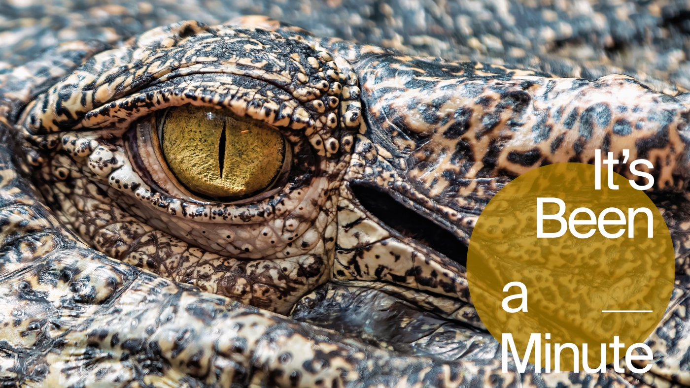 Les leçons que j'ai apprises de «Alligator Alcatraz»