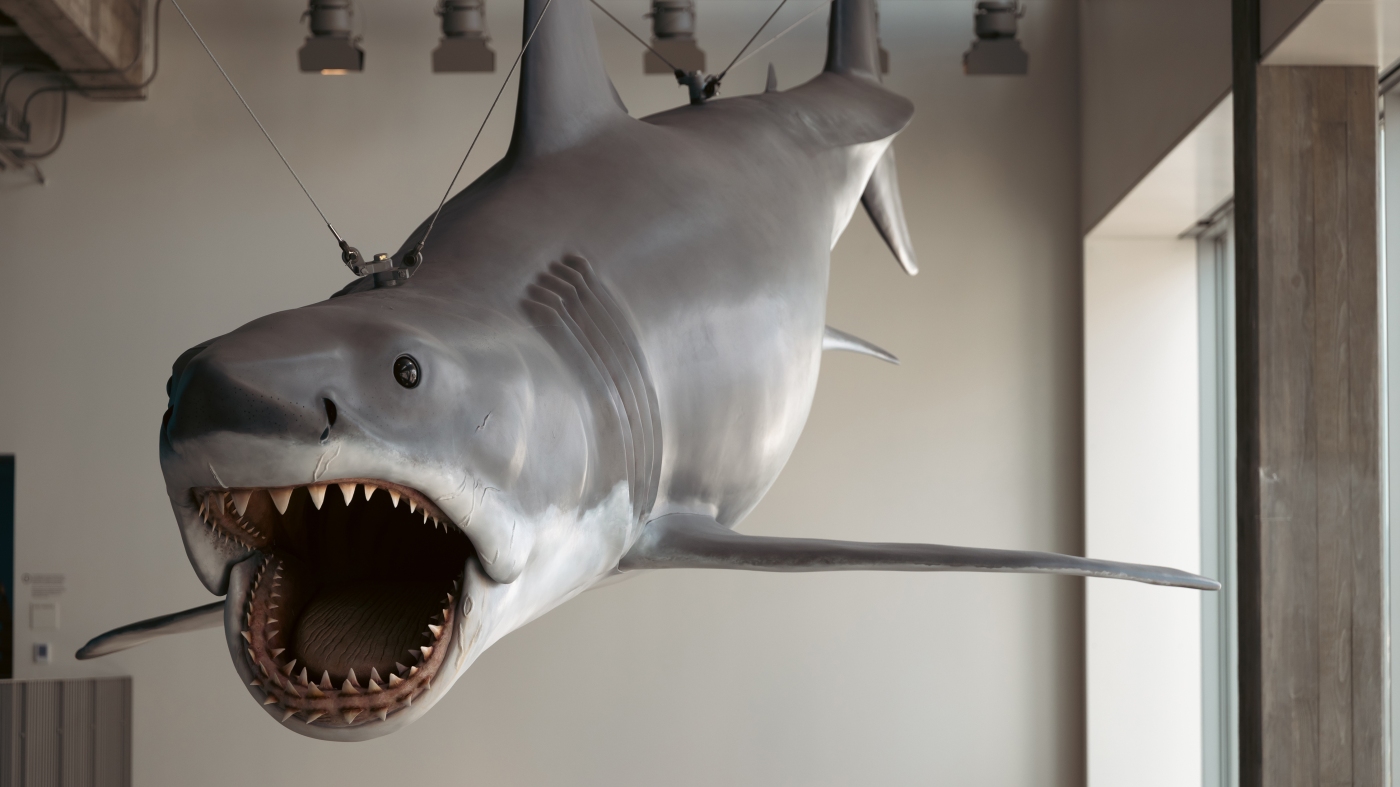 Steven Spielberg réfléchit aux «mâchoires» à 50: le requin, les cauchemars et une nouvelle exposition