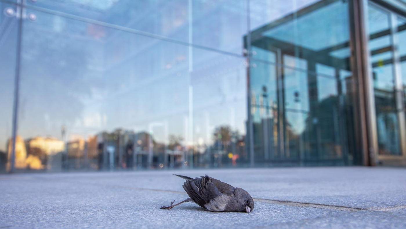 Alors que des centaines de millions d’oiseaux se dirigent vers le sud, le danger invisible est le verre