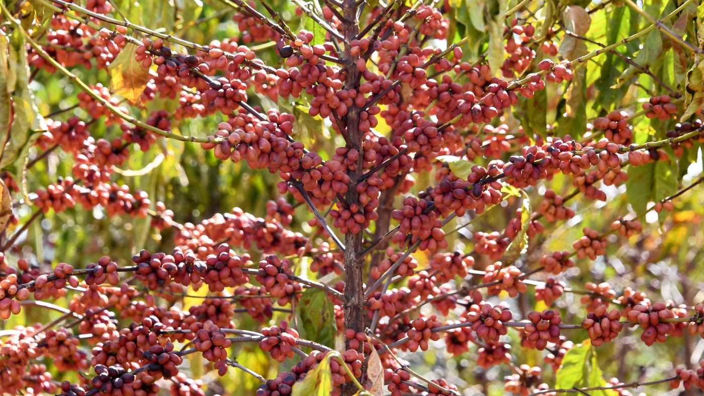 La déforestation due au café rend plus difficile la culture du café, selon un groupe de surveillance