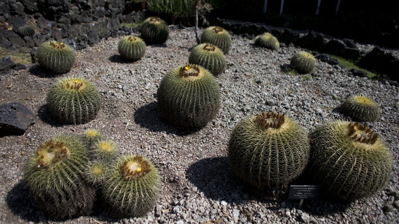 Le cactus en voie de disparition derrière le doux secret du Mexique