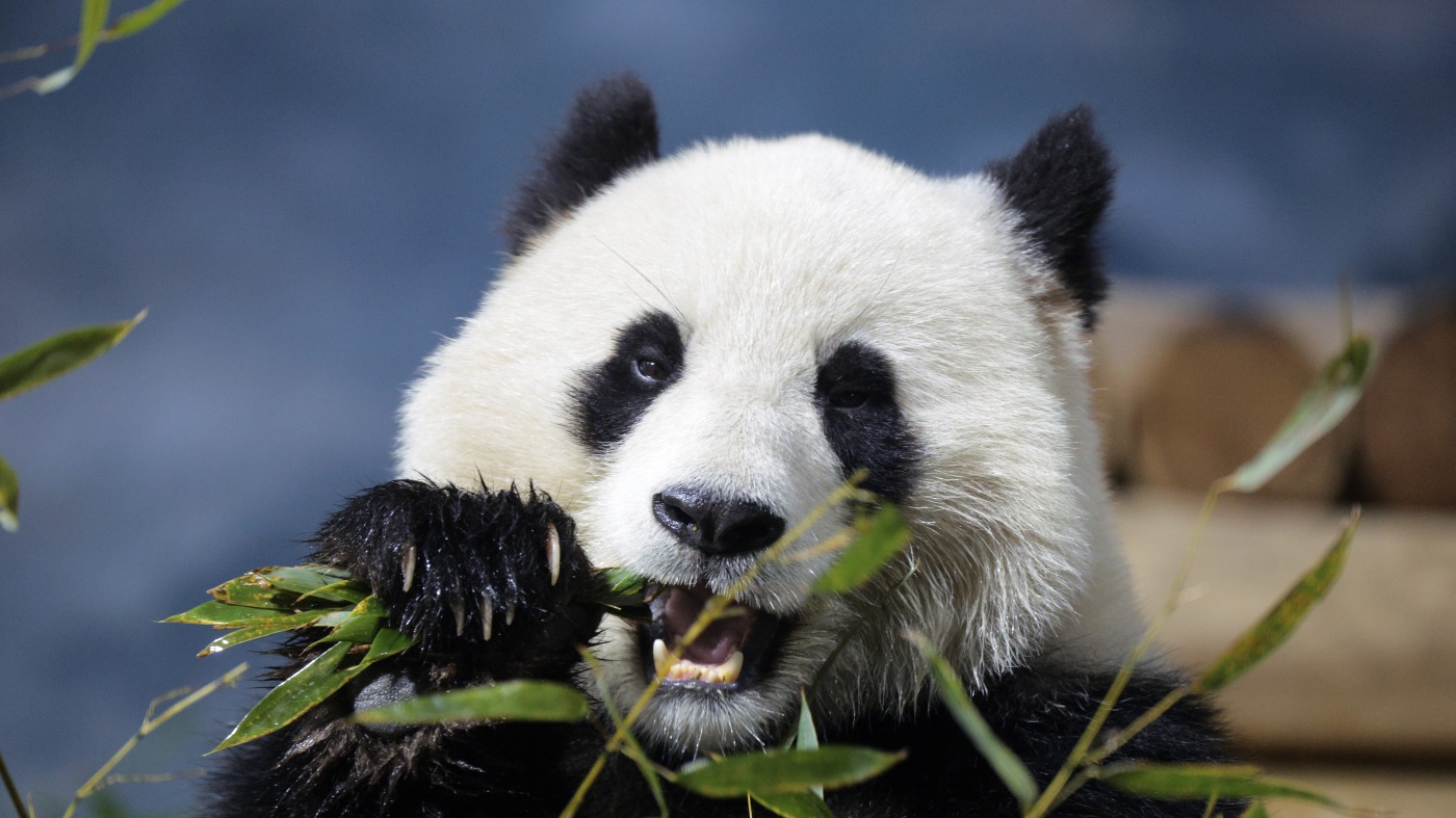 Les musées Smithsonian et le zoo national devraient fermer leurs portes alors que la fermeture a des conséquences néfastes