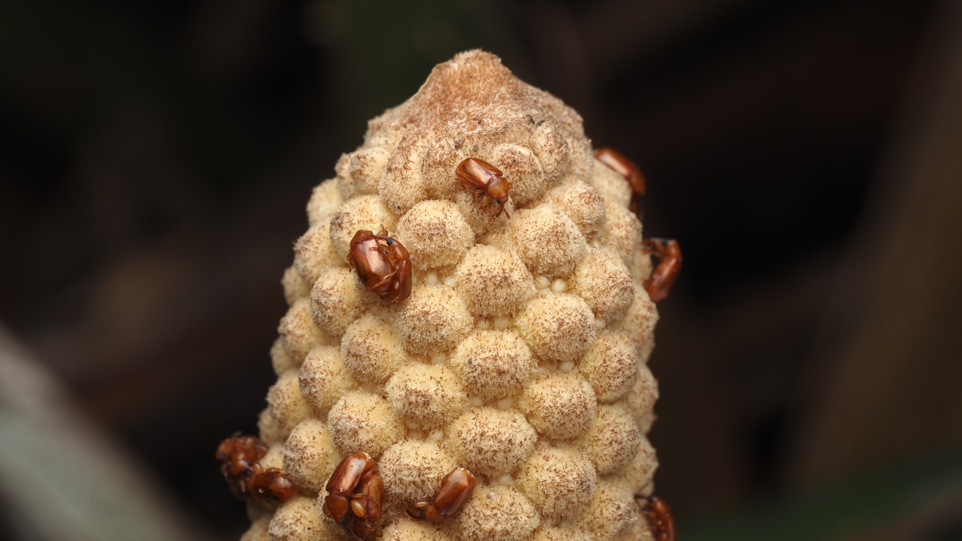 Oubliez les fleurs : ces plantes anciennes attirent les pollinisateurs en devenant chaudes