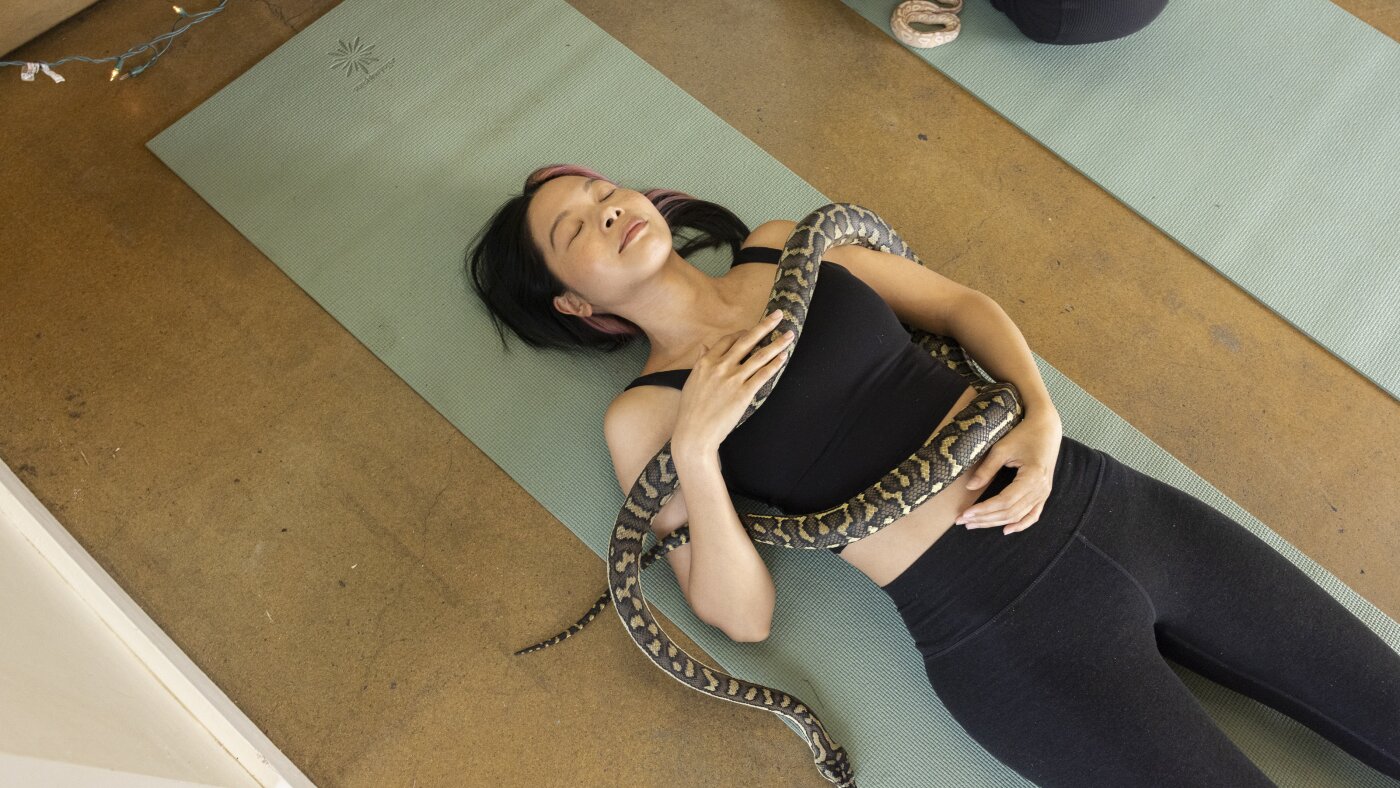 À cause du yoga pour chiots ? Essayez-le avec des serpents.